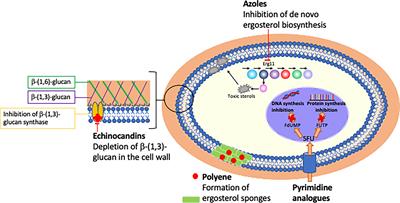 Drug Resistance and Novel Therapeutic Approaches in Invasive Candidiasis